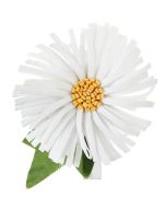 Marguerites sur pince blanche