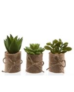 Plante grasse dans pot en jute