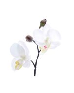mini orchidee blanche