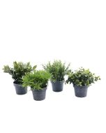 Plante verte en plastique - 4 assortiments