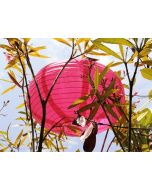 Lampion ovale fuchsia