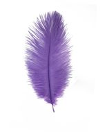 plumes autruche orchidée