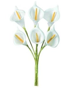 Bouquets de 6 arums blanc