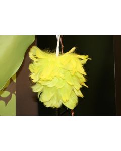 Coeur en plumes - vert anis