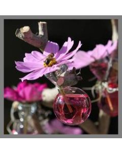 Fioles en verre rondes 8 cm - x13