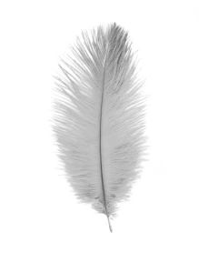 plumes autruche grise